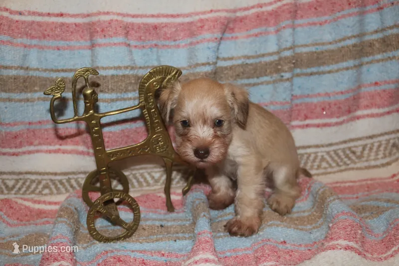 Melody Puppy 2 -AKC – Miniature Schnauzer puppy on hold in Robertsdale, AL