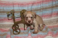 Melody Puppy 2 -AKC, a male Miniature Schnauzer for sale in Robertsdale, AL – 1 of 4