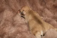 Melody Puppy 2 -AKC, a male Miniature Schnauzer for sale in Robertsdale, AL – Photo 2 of 2