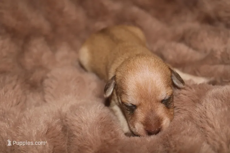 Melody Puppy 2 -AKC – Miniature Schnauzer puppy for sale in Robertsdale, AL