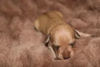 Melody Puppy 2 -AKC, a male Miniature Schnauzer for sale in Robertsdale, AL – Photo 1 of 2