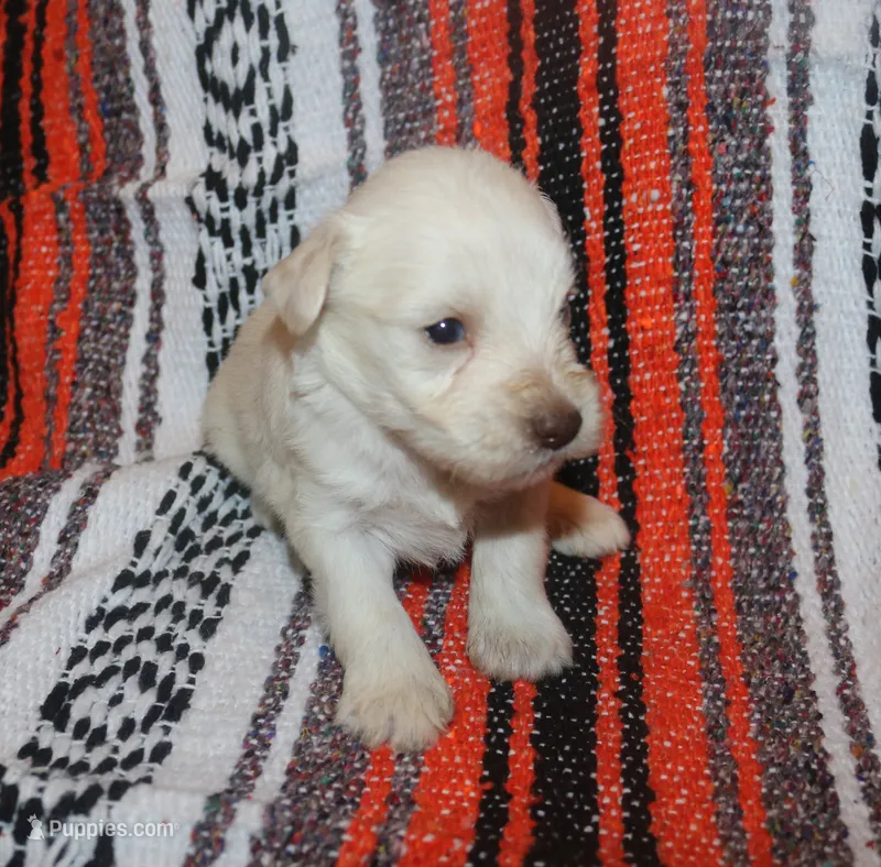 Christy puppy 7 - AKC – Miniature Schnauzer puppy for sale in Robertsdale, AL