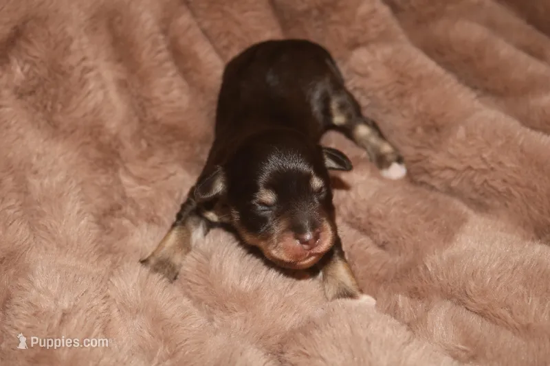 Melody Puppy 1 - AKC – Miniature Schnauzer puppy for sale in Robertsdale, AL