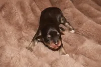 Melody Puppy 1 - AKC, a female Miniature Schnauzer for sale in Robertsdale, AL – Photo 1 of 2