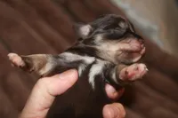 Melody Puppy 1 - AKC, a female Miniature Schnauzer for sale in Robertsdale, AL – Photo 2 of 2