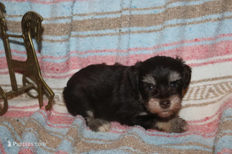 Melody Puppy 1 - AKC – Miniature Schnauzer puppy on hold in Robertsdale, AL