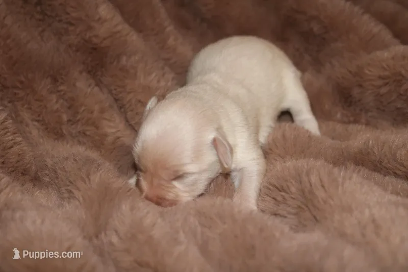 Melody Puppy 7 - AKC – Miniature Schnauzer puppy for sale in Robertsdale, AL