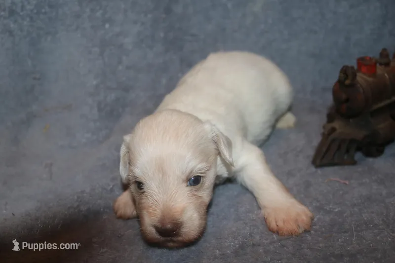 Melody Puppy 7 - AKC – Miniature Schnauzer puppy for sale in Robertsdale, AL