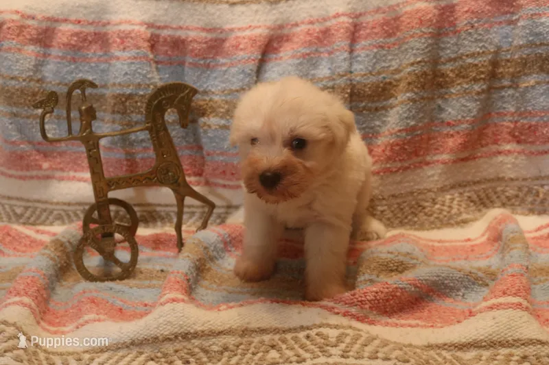 Melody Puppy 7 - AKC – Miniature Schnauzer puppy for sale in Robertsdale, AL
