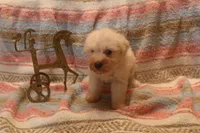 Melody Puppy 7 - AKC, a female Miniature Schnauzer for sale in Robertsdale, AL – 1 of 3