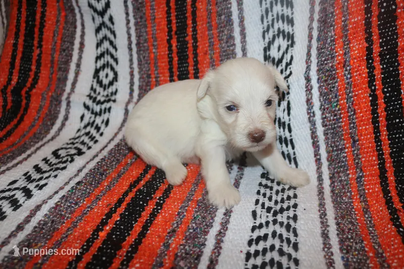 Christy puppy 4 - AKC – Miniature Schnauzer puppy for sale in Robertsdale, AL