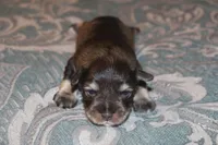 Christy 5 AKC, a female Miniature Schnauzer for sale in Robertsdale, AL – Photo 4 of 4