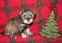Christy 5 AKC, a female Miniature Schnauzer for sale in Robertsdale, AL – Photo 1 of 4