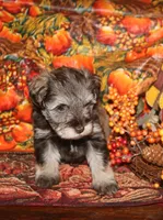 Christy 5 AKC, a female Miniature Schnauzer for sale in Robertsdale, AL – Photo 2 of 4