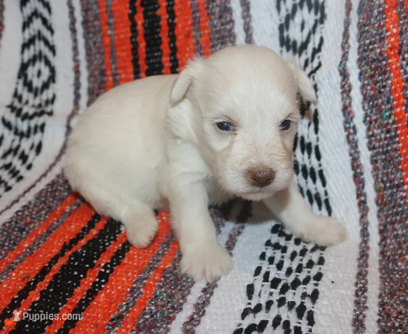 Christy puppy 2 - AKC – Miniature Schnauzer puppy for sale in Robertsdale, AL