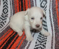 Christy puppy 2 - AKC, a male Miniature Schnauzer for sale in Robertsdale, AL – 1 of 1