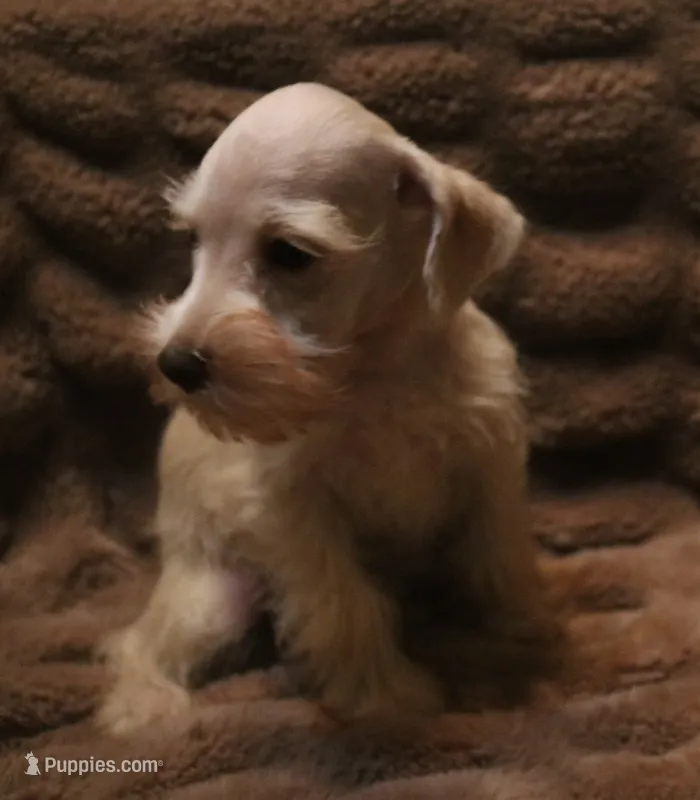 Melody Puppy 2 -AKC – Miniature Schnauzer puppy for sale in Robertsdale, AL