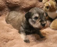 Liza Puppy 4 AKC, a male Miniature Schnauzer for sale in Robertsdale, AL – 1 of 1