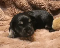 Liza Puppy 2 AKC, a female Miniature Schnauzer for sale in Robertsdale, AL – 1 of 1