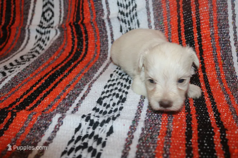 Christy puppy 6 - AKC – Miniature Schnauzer puppy for sale in Robertsdale, AL