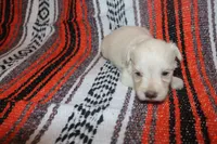 Christy puppy 6 - AKC, a male Miniature Schnauzer for sale in Robertsdale, AL – 1 of 1