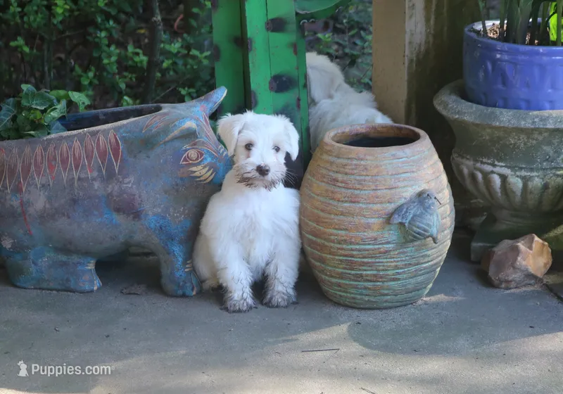 Melody Puppy 7 - AKC – Miniature Schnauzer puppy for sale in Robertsdale, AL