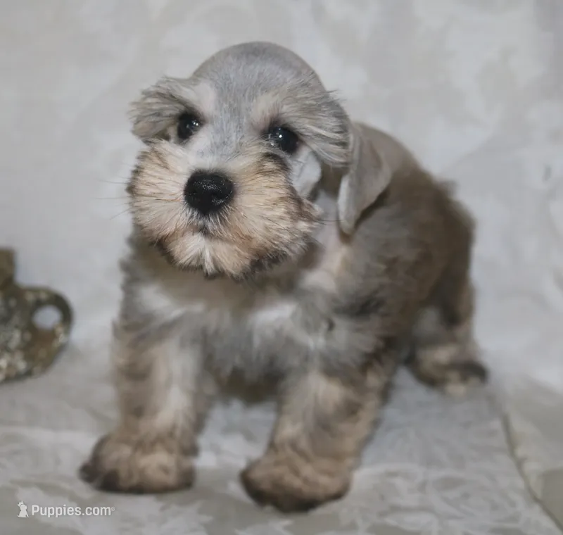 Liza 4 AKC – Miniature Schnauzer puppy for sale in Robertsdale, AL
