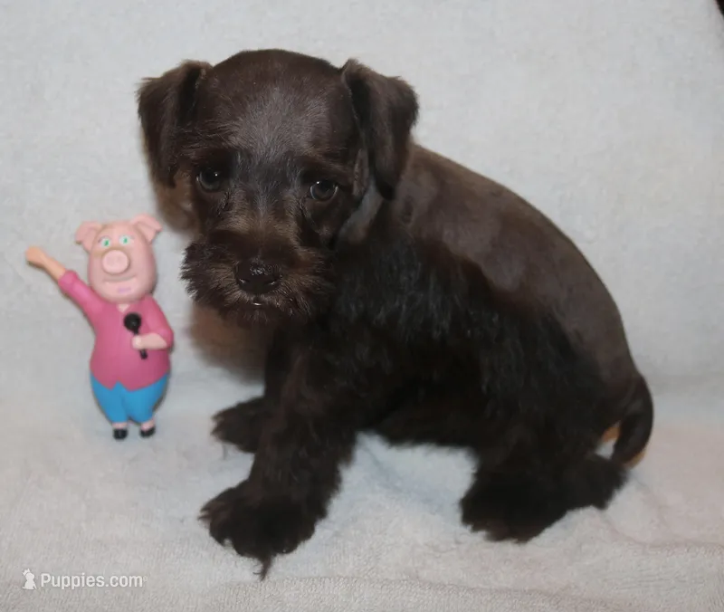 Melody puppy 4 - AKC – Miniature Schnauzer puppy for sale in Robertsdale, AL