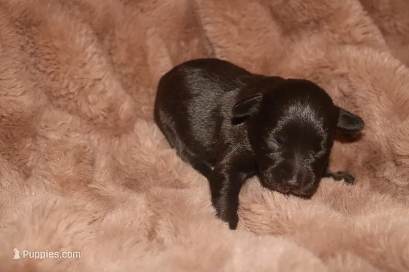 Melody puppy 4 - AKC – Miniature Schnauzer puppy for sale in Robertsdale, AL