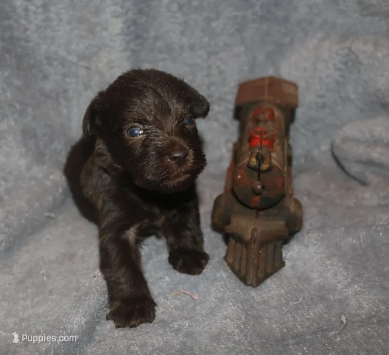 Melody puppy 4 - AKC – Miniature Schnauzer puppy for sale in Robertsdale, AL