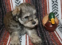Liza 4 AKC, a male Miniature Schnauzer for sale in Robertsdale, AL – 1 of 2