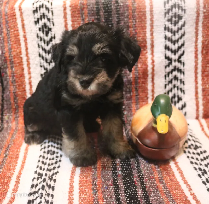 Liza Puppy 2 AKC – Miniature Schnauzer puppy for sale in Robertsdale, AL