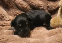 Liza Puppy 1 AKC, a male Miniature Schnauzer for sale in Robertsdale, AL – 1 of 1