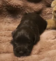 Liza 1 AKC, a male Miniature Schnauzer for sale in Robertsdale, AL – 3 of 3