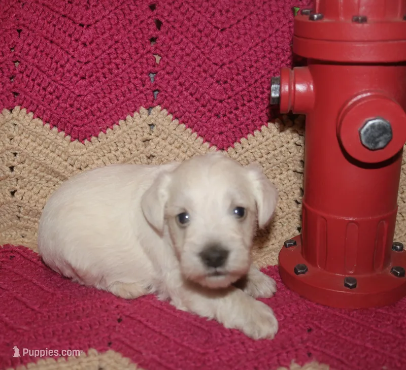Liza Puppy 3 AKC – Miniature Schnauzer puppy for sale in Robertsdale, AL