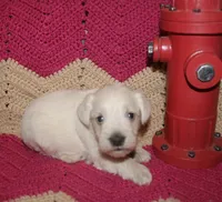 Liza Puppy 3 AKC, a male Miniature Schnauzer for sale in Robertsdale, AL – 2 of 3