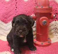Liza 1 AKC, a male Miniature Schnauzer for sale in Robertsdale, AL – 2 of 3