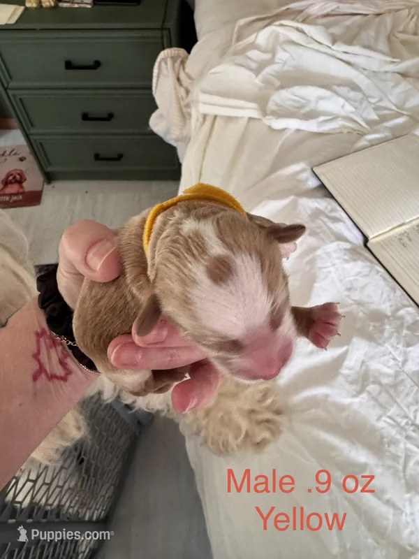 Yellow Male – Australian Labradoodle puppy for sale in Saint Charles, IL