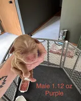Make Purple, a male Australian Labradoodle for sale in Saint Charles, IL – 3 of 4