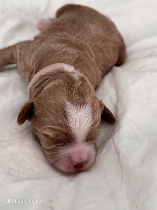 Female Pink – Australian Labradoodle puppy for sale in Saint Charles, IL