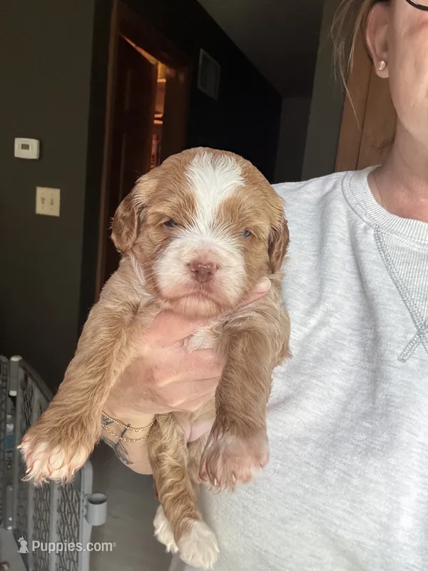 Female Pink – Australian Labradoodle puppy for sale in Saint Charles, IL