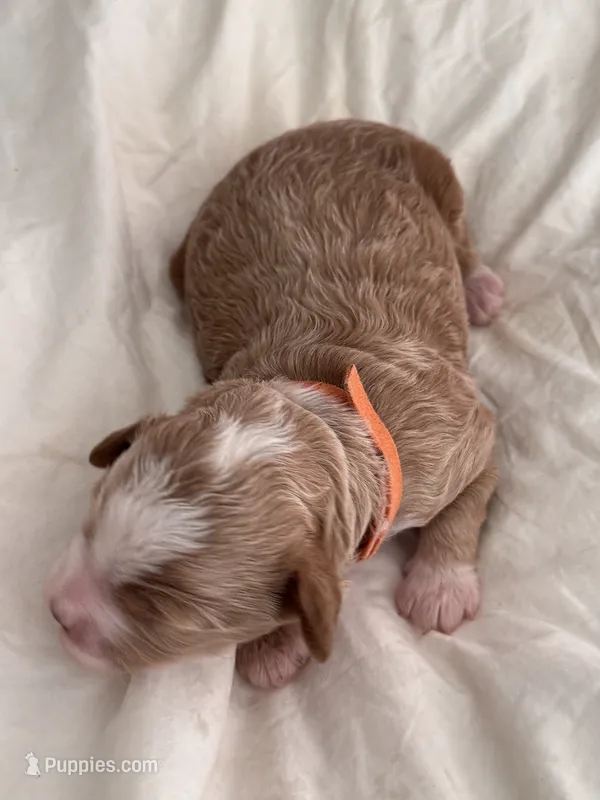 Orange Male – Australian Labradoodle puppy for sale in Saint Charles, IL
