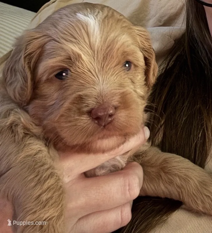 Male Purple – Australian Labradoodle puppy for sale in Saint Charles, IL