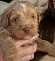 Male Purple, a male Australian Labradoodle for sale in Saint Charles, IL – 1 of 8