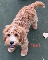 Green Female, a female Australian Labradoodle for sale in Saint Charles, IL – 2 of 4