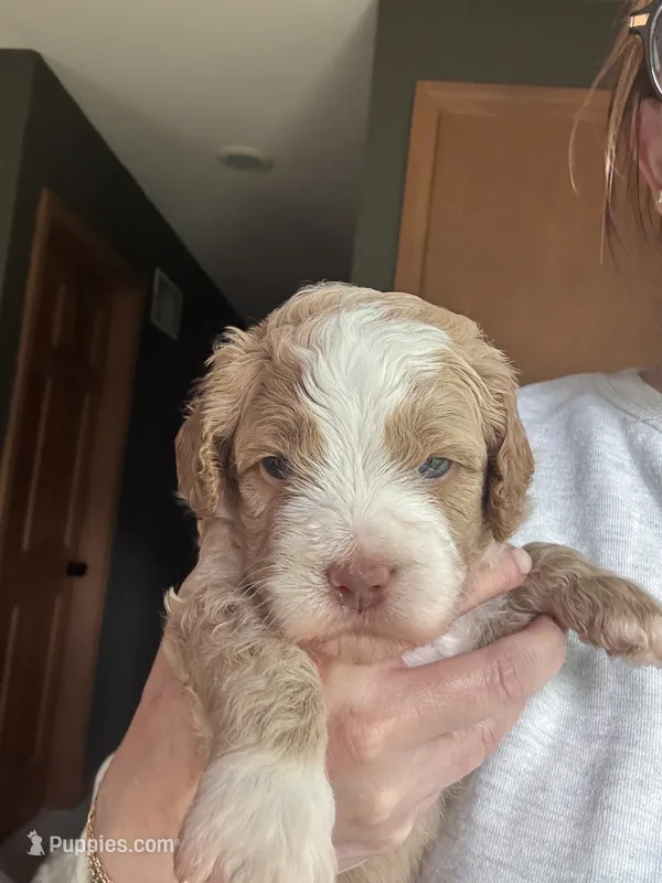 Orange Male – Australian Labradoodle puppy for sale in Saint Charles, IL