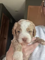 Orange Male, a male Australian Labradoodle for sale in Saint Charles, IL – 2 of 8