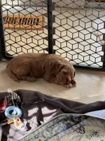 Male Purple, a male Australian Labradoodle for sale in Saint Charles, IL – 2 of 8