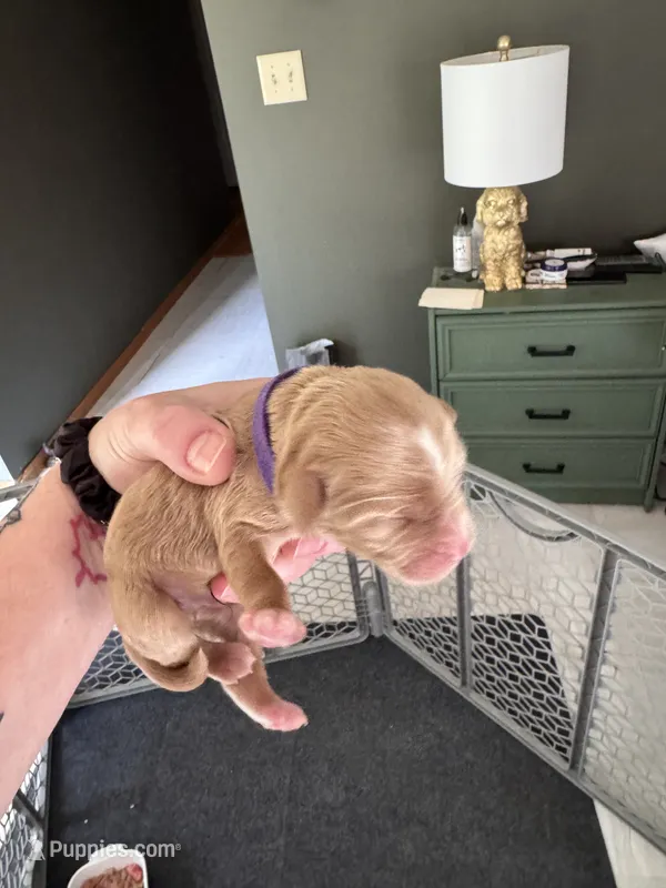 Make Purple – Australian Labradoodle puppy for sale in Saint Charles, IL