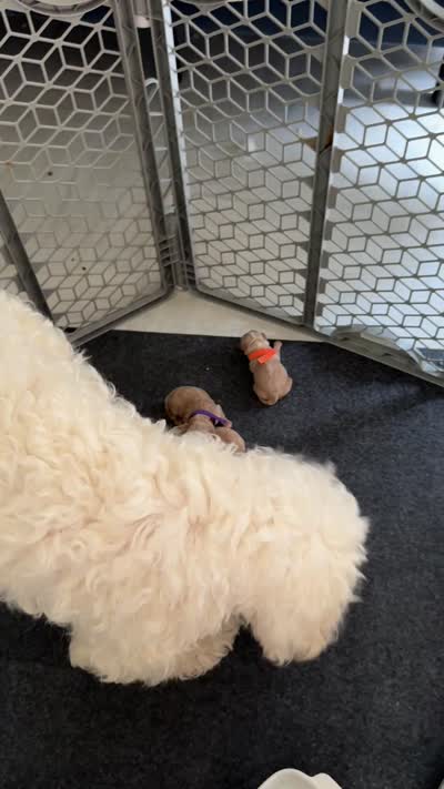 Green Female, a female Australian Labradoodle for sale in Saint Charles, IL – 4 of 4